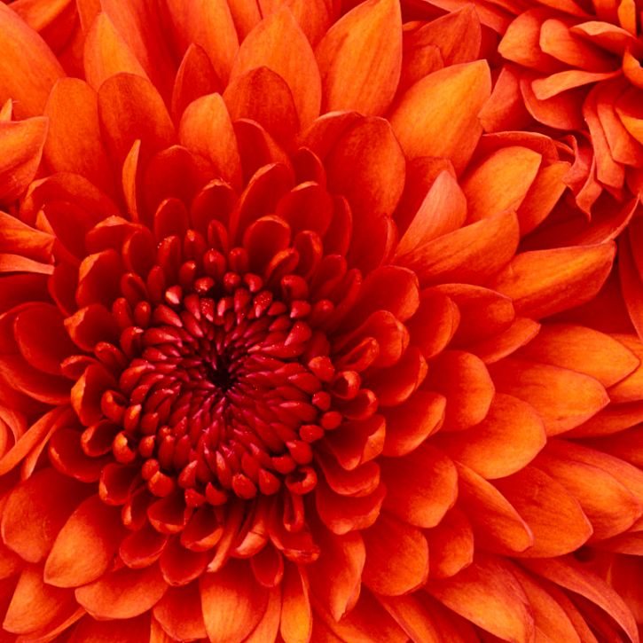 an image of a Chrysanthemum